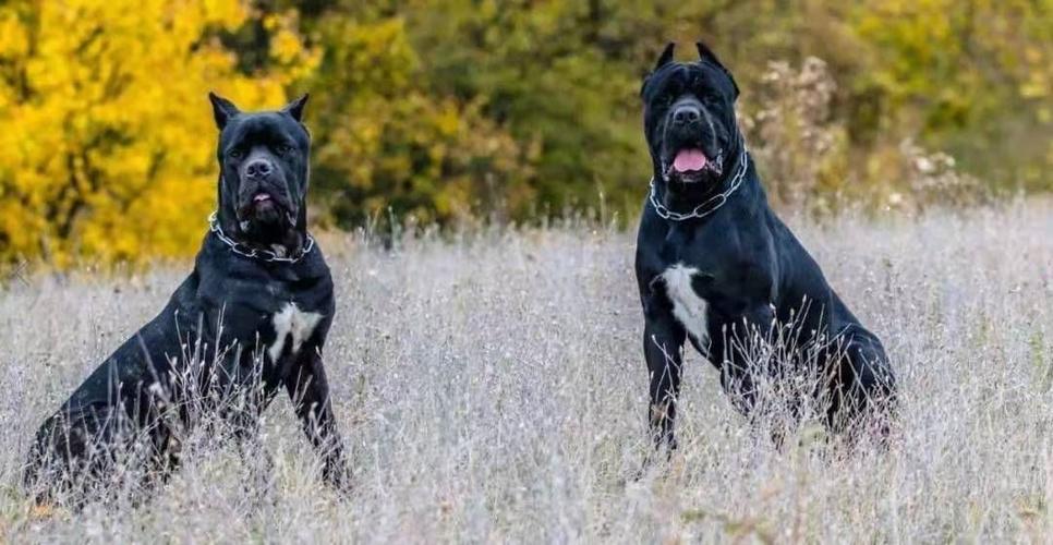 如何训练卡斯罗犬