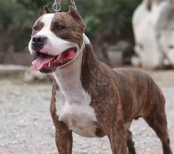 怎么训练斯坦福犬