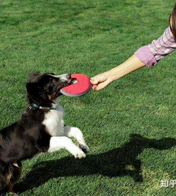 狗狗的社会化训练