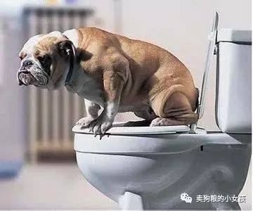 训练狗狗去卫生间