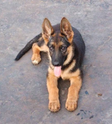 怎样训练德牧幼犬数数