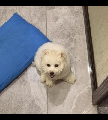 3个月比熊怎么训练