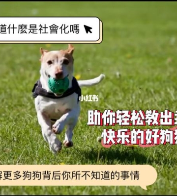 如何训练狗的社会化