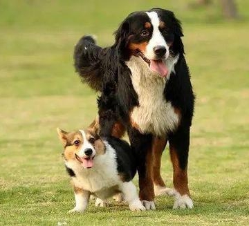怎么训练犬的服从性