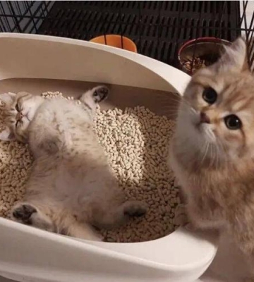 猫咪上厕所训练