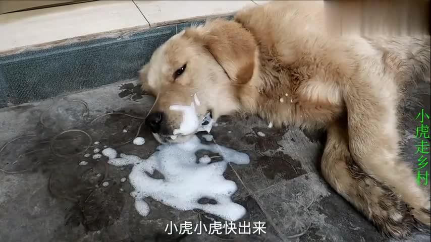 幼犬为什么吐白沫