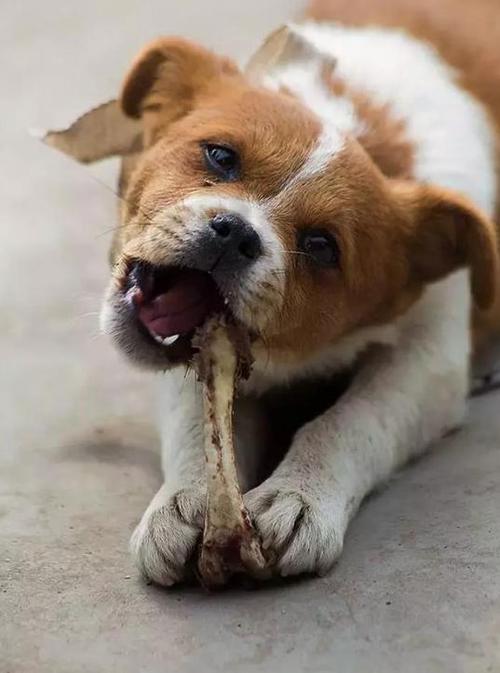 小狗吃了骨头拉不出来怎么办