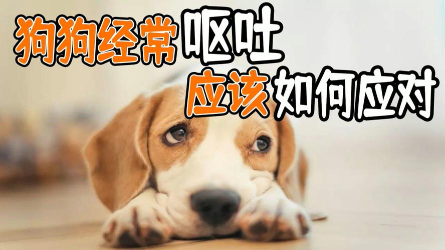 小狗一直呕吐什么情况