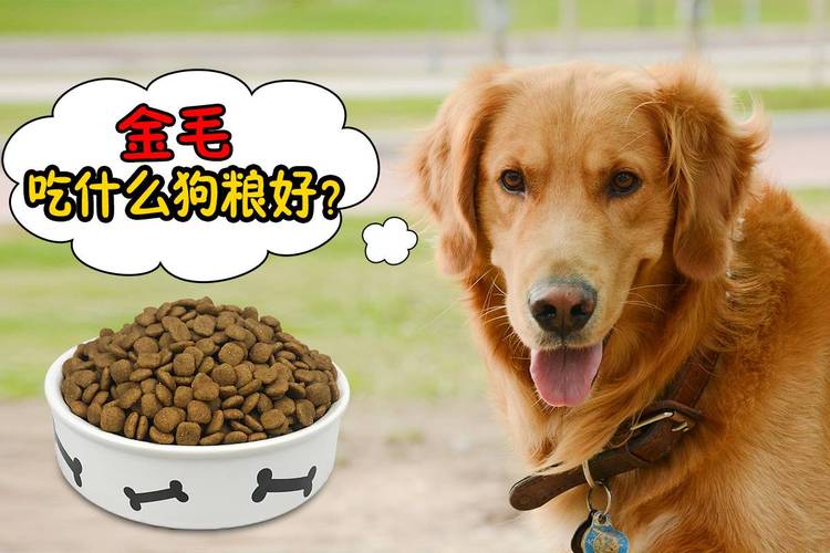大家养金毛都吃什么