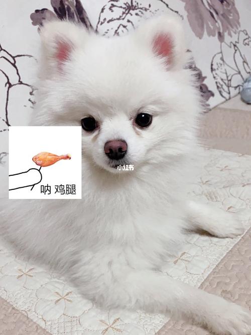 博美为什么一直小便
