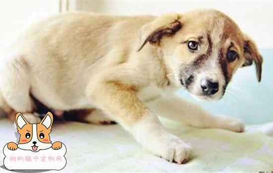 狗狗颤抖怎么办啊