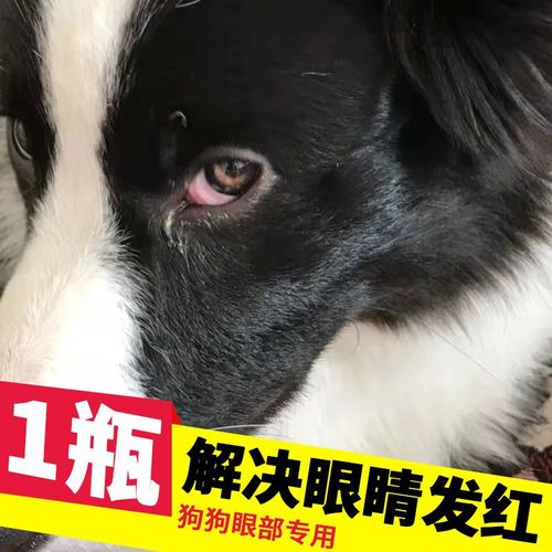 狗狗眼皮红放什么药