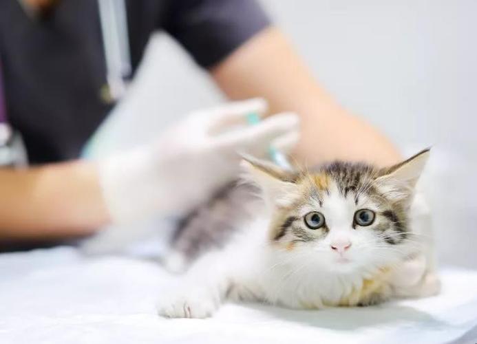 猫出生打什么疫苗