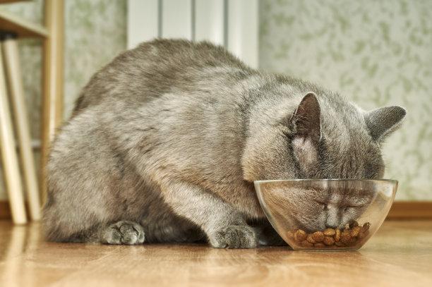 猫咪吃太饱怎么缓解