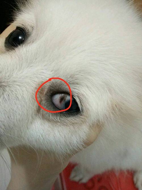 博美有眼屎是什么病
