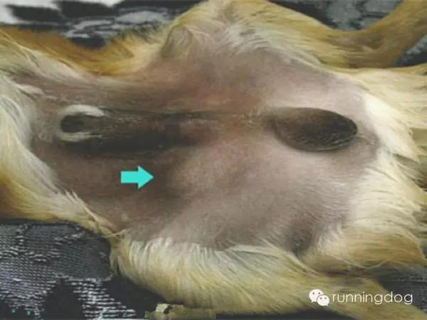 狗狗隐睾肿大怎么办