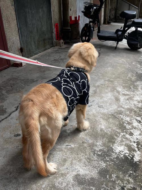 四个月金毛长什么样