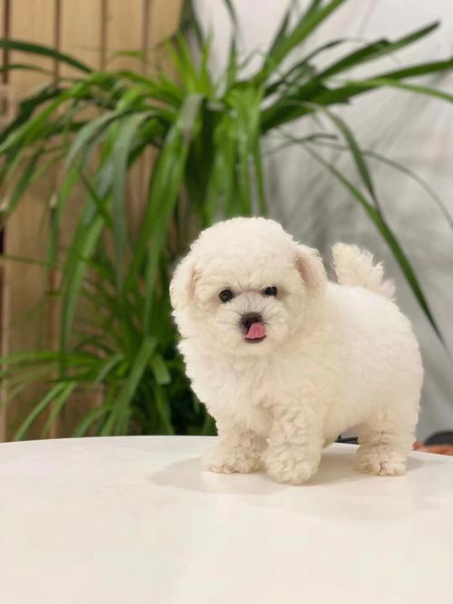 比熊喜欢什么样的狗窝