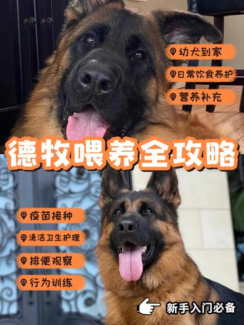 训德牧用什么食物训