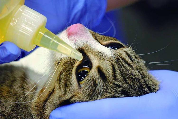 猫咪发烧什么引起的