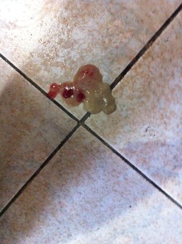 狗狗腹泻带血怎么回事