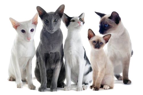 宠物猫什么品种最好卖