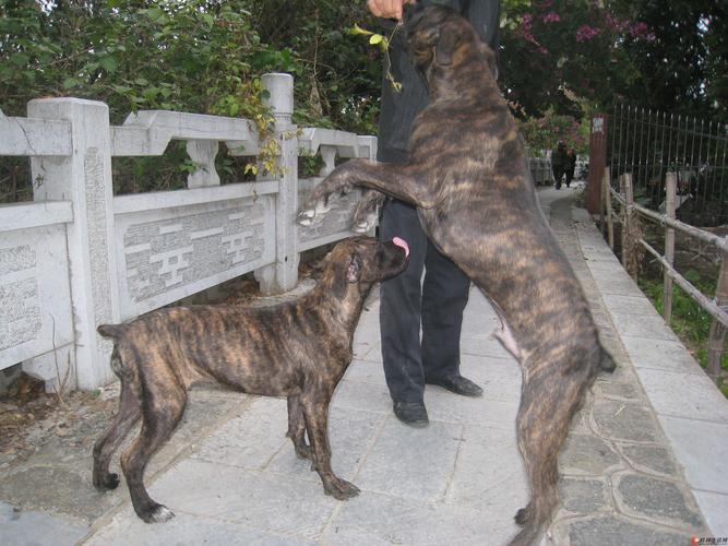 虎班犬什么价格