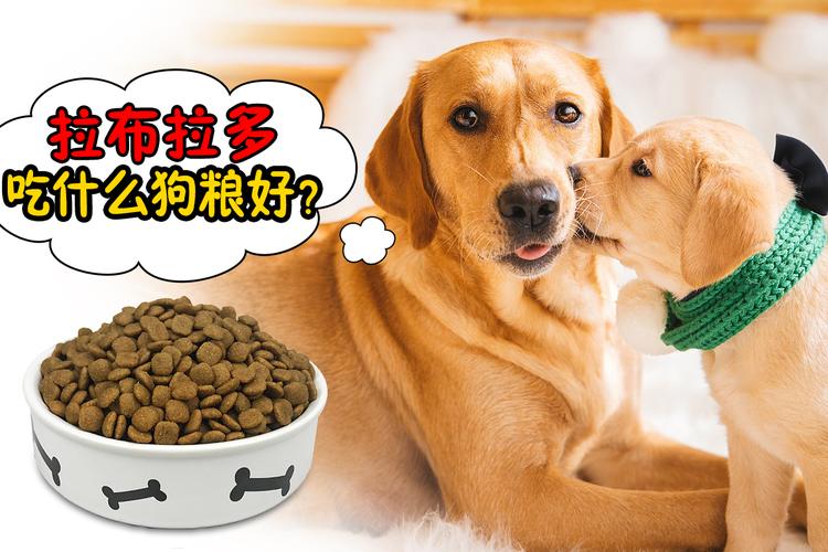 狗狗吃什么容易排便