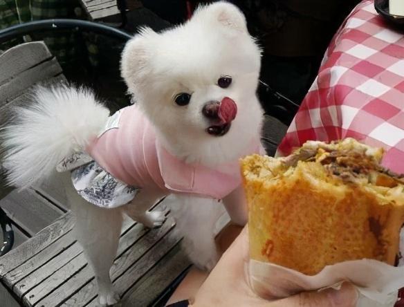 博美偶尔狼嚎是为什么