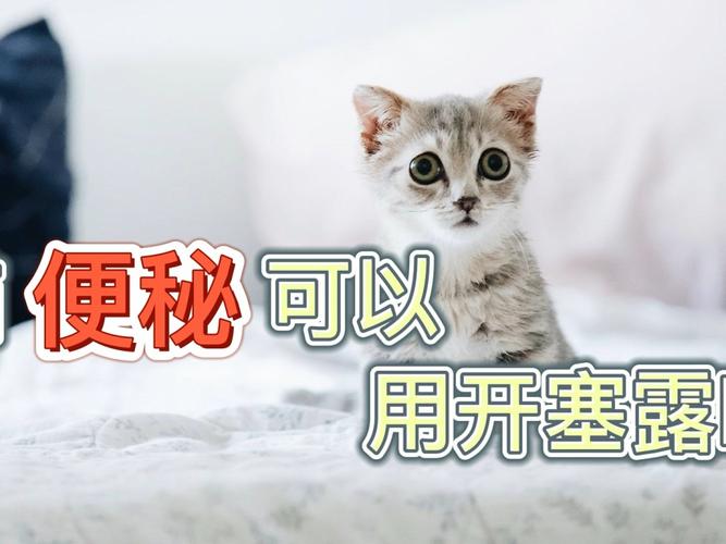 猫咪严重便秘该怎么办