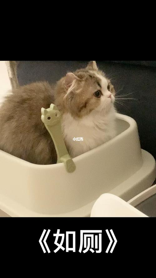 为什么猫咪不拉屎