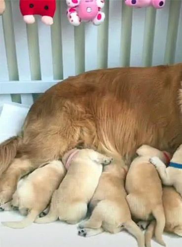 3个星期大的幼犬怎么喂奶