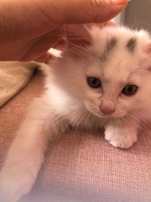 领养宠物猫需要什么