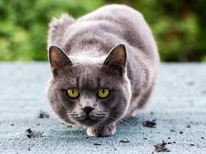 如何避免猫类攻击