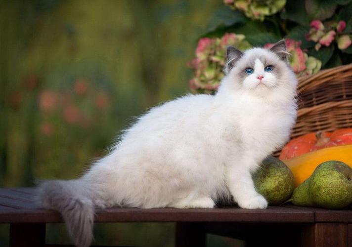 猫宠物的名字叫什么
