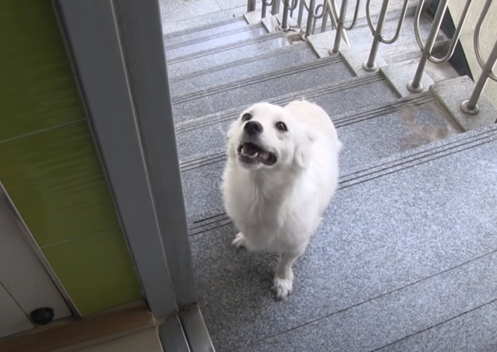 狗狗进门怎么处理