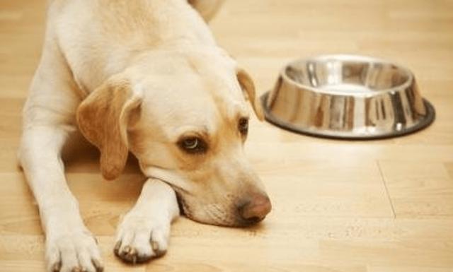 狗狗上吐下泄是什么病