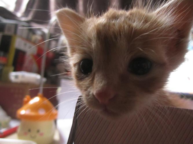 宠物猫夜晚做什么
