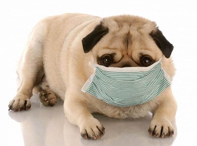 怎么看幼犬是不是咳嗽