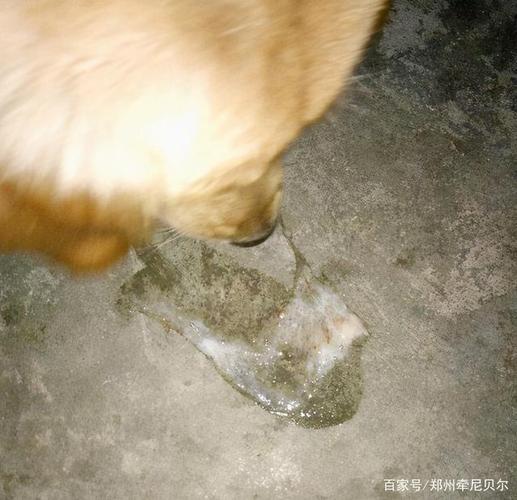 小狗急性呕吐怎么回事