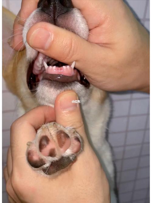 狗狗7岁掉牙怎么办