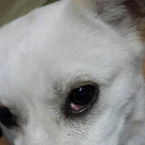 狗狗眼睛有什么症状