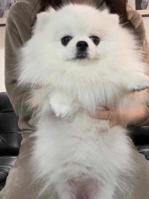 狗狗吃什么可以爆毛
