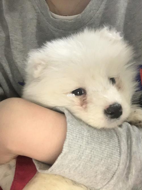 萨摩拉肚子是什么形状