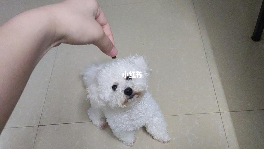 比熊幼犬怎么教转圈