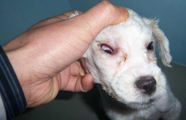 幼犬犬瘟应该注意什么症状