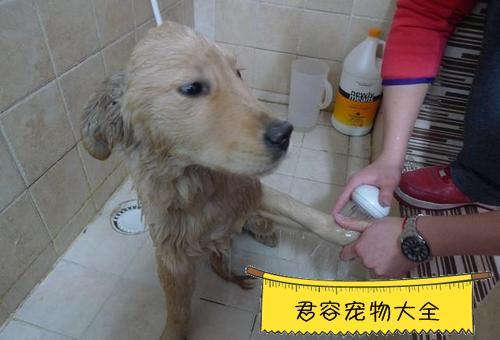 小狗尿在床上怎么处理