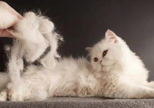 猫咪为什么会肚子疼