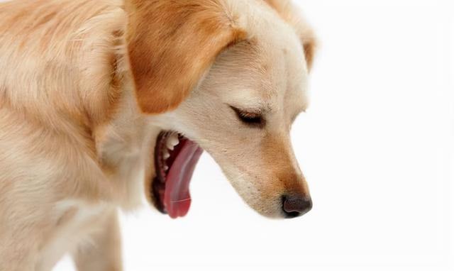 狗狗吃坏吐了怎么办啊