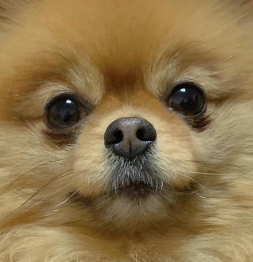 博美小狗眼屎多怎么回事